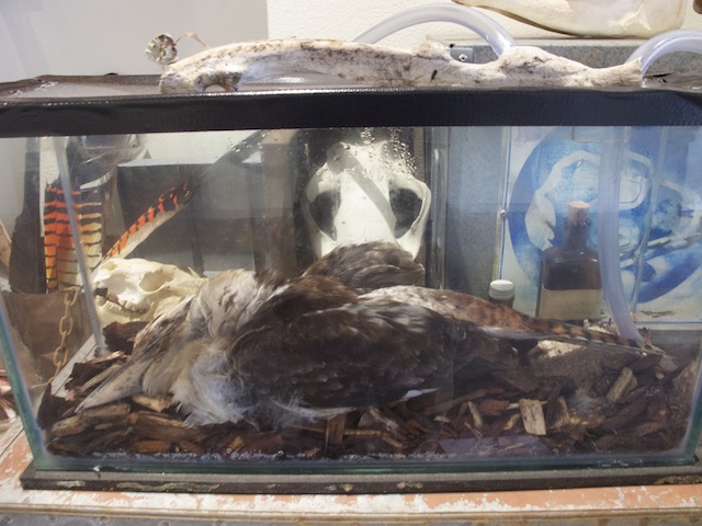 Decaying Kookaburra